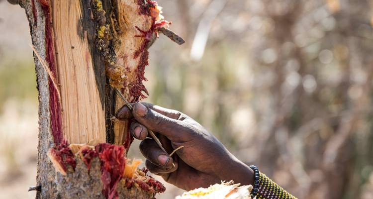 Nahaufnahme einer Hand, die Rinde von einem Baum kratzt.