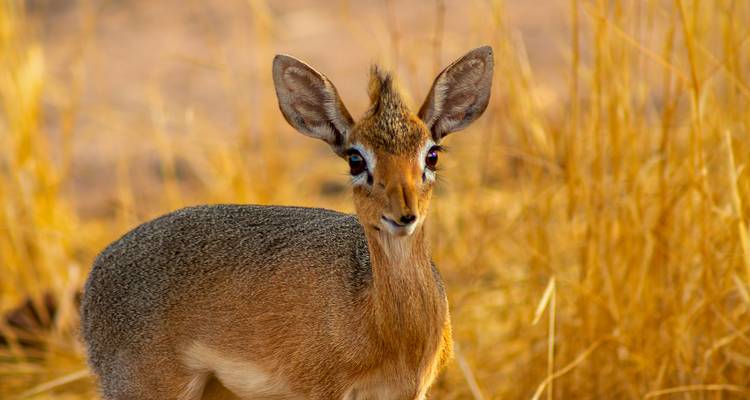 Eine Nahaufnahme eines Dikdiks im hohen Gras.