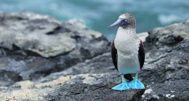 Blaufußtölpel, der auf einer felsigen Oberfläche steht.