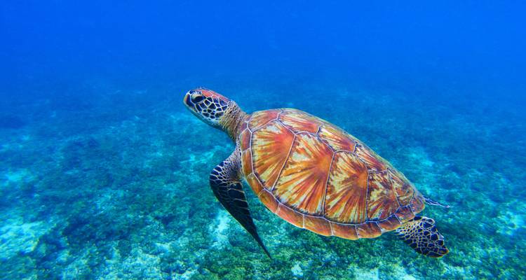 Una tortuga marina colorida nada sobre un lecho marino cubierto de coral en agua azul cristalina.
