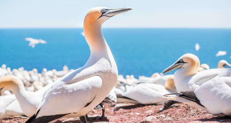 Close-up van een kolonie witte jantjes neergestreken op roodachtige rots met de diepblauwe oceaan op de achtergrond.