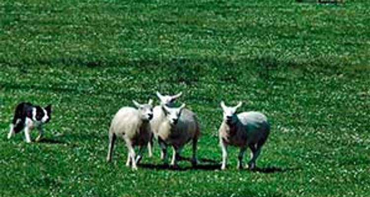 Rêve écossais et irlandais - 13 jours/12 nuits (from Glasgow to Shannon) - CIE Tours 8