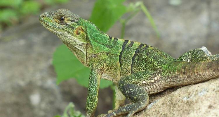 Private 7 Days Costa Rica Rainforest Vacation Tour, Daily Start & Exclusive Guide - Agate Travel 4