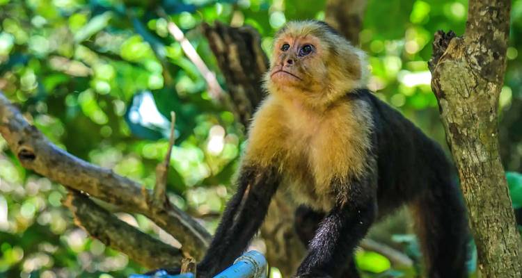 Gros plan d'un singe capucin dans la forêt.