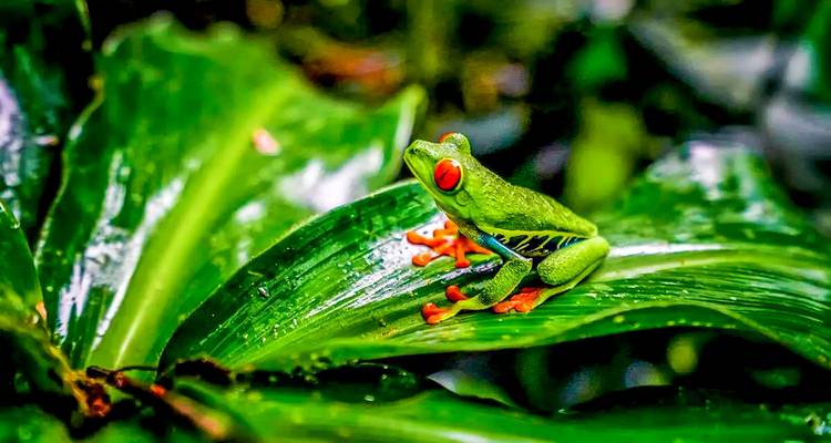 Grenouille arboricole aux yeux rouges éclatants sur une feuille.