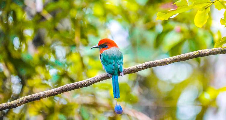 Oiseau motmot coloré perché sur une branche.