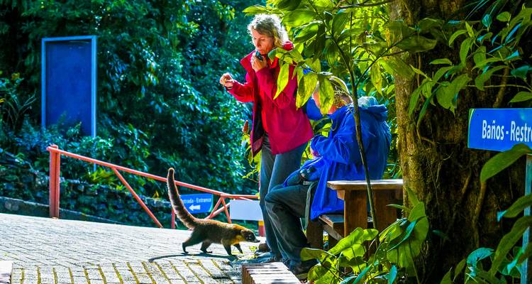 Deux personnes et un coati sur un sentier dans une forêt.