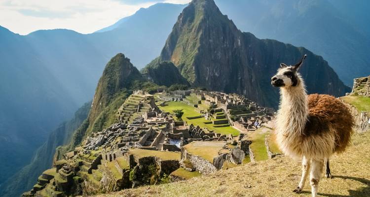 Un lama devant le Machu Picchu avec un majestueux décor montagneux en arrière-plan.