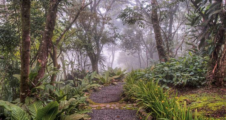Ein nebliger Pfad, der sich durch einen üppigen Wald windet.