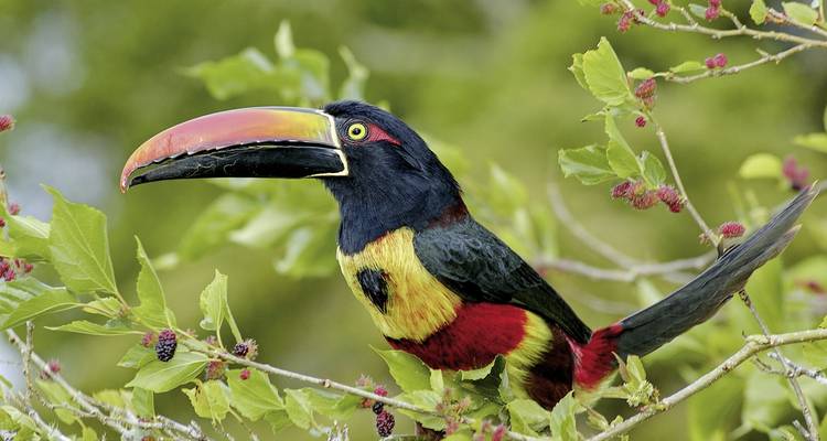 Toucan coloré perché sur une branche.