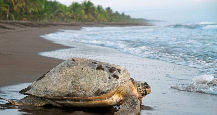 Une tortue se frayant un chemin à travers une plage de sable vers l'océan.