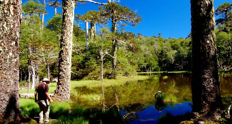 Araucanía Chile, the heart of Mapuche culture: history, legends, music, art, language. - Signature DMC 5