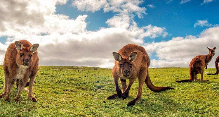 Escapade sur la Great Ocean Road et Kangaroo Island (2025/2026) - AAT Kings 5