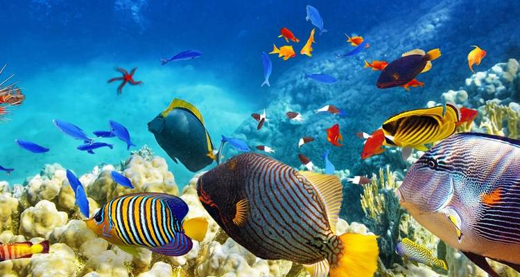 Tropical Queensland : De Cairns à la Gold Coast (2025/2026) - AAT Kings 5