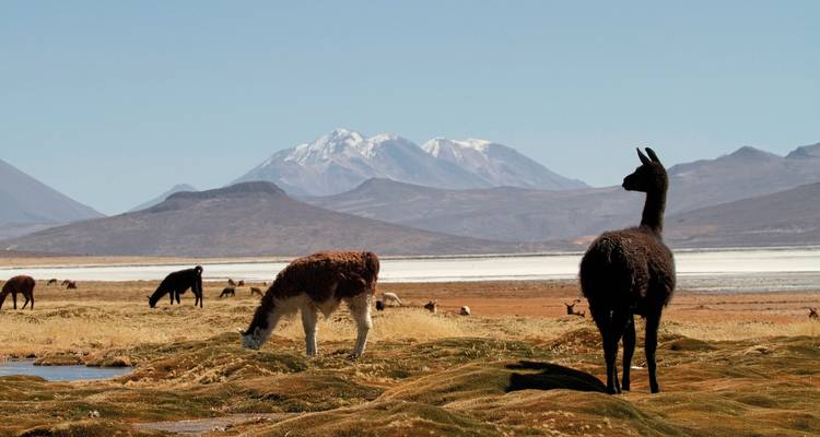 Lamas qui broutent avec des montagnes en arrière-plan.