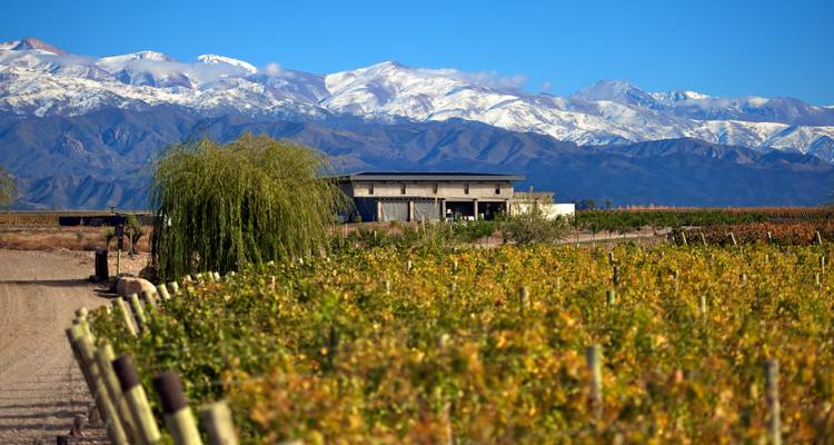 Vignobles avec des montagnes en arrière-plan.