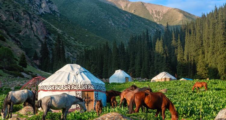 Tentes nomades avec chevaux dans une vallée verdoyante et luxuriante.