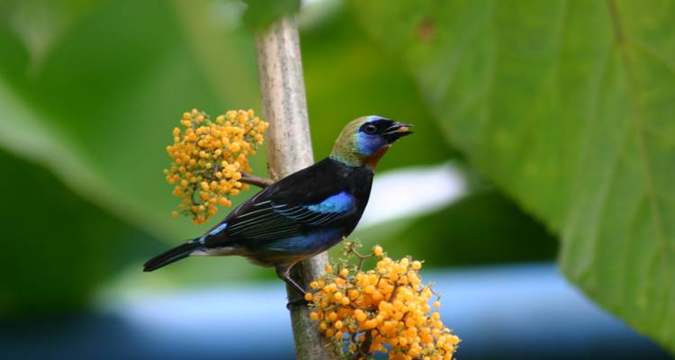 Costa Rica : Le paradis des ornithologues - Green World Adventures 1