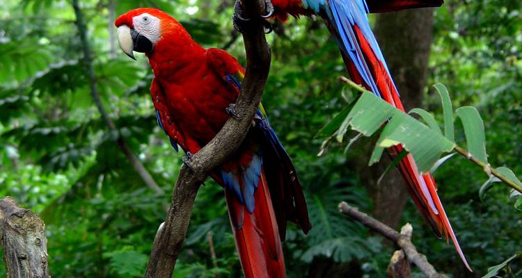 Costa Rica : Le paradis des ornithologues - Green World Adventures 2