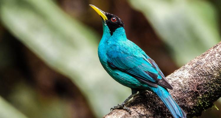 Natural Escape in Costa Rica - With Rental Vehicle - Green World Adventures 4