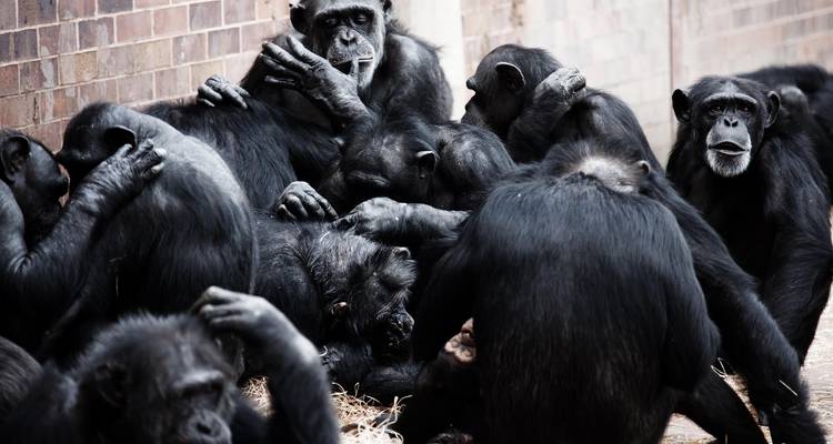 Guinea-Bissau Cantanhez Safari Getaway – 4-Day - Across Africa Tours & Travel 3