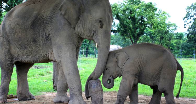 Kerala: 6-Day Tour with Tree House Stay & Houseboat Ride -  Taj Voyages Tours  8