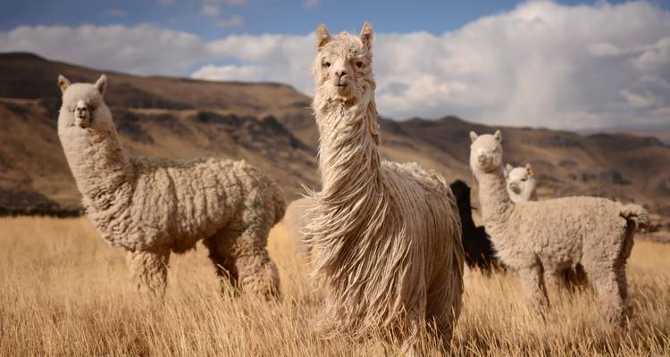 Group of alpacas in a field with mountains in the background.
