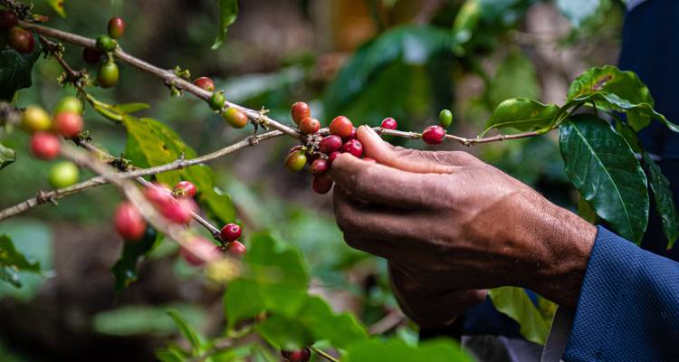 Des mains cueillant des cerises de café sur une branche.
