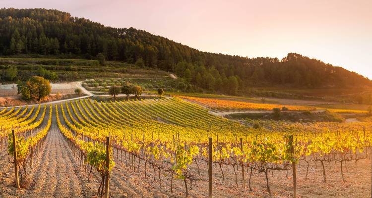 A scenic vineyard at sunset with rolling hills.