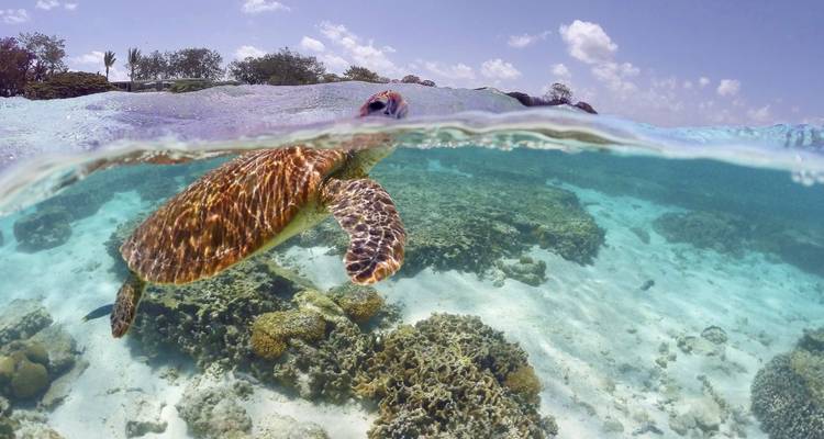 Meeresschildkröte schwimmt in klarem Ozeanwasser.