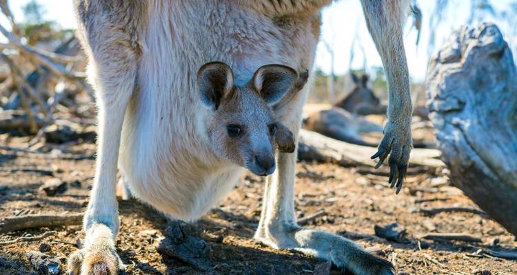 Känguru mit einem Jungtier in natürlicher Umgebung.