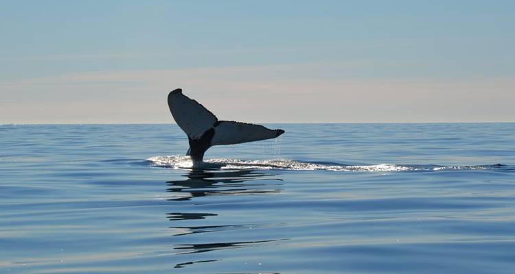 Une queue de baleine brisant la surface calme de l'océan.