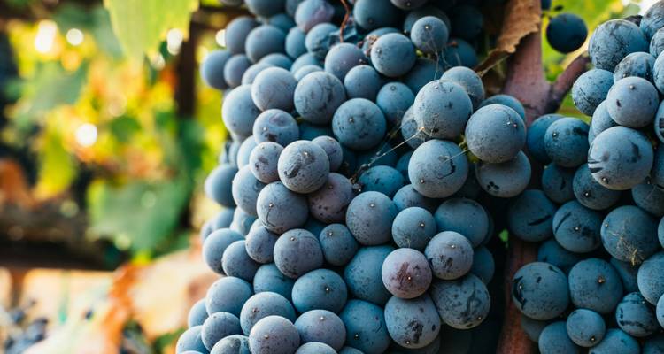 Vineyards, Desert & Salt, Chile & Bolivia 11 days tour - GUIDEcuador Travel 10