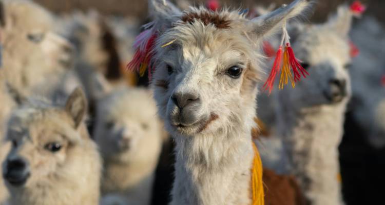 Nahaufnahme eines Lamas mit Quasten.