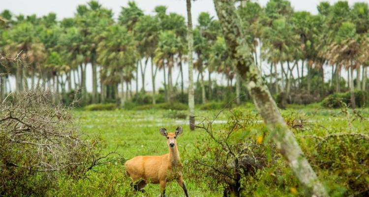 Un ciervo en un campo verde con palmeras de fondo.