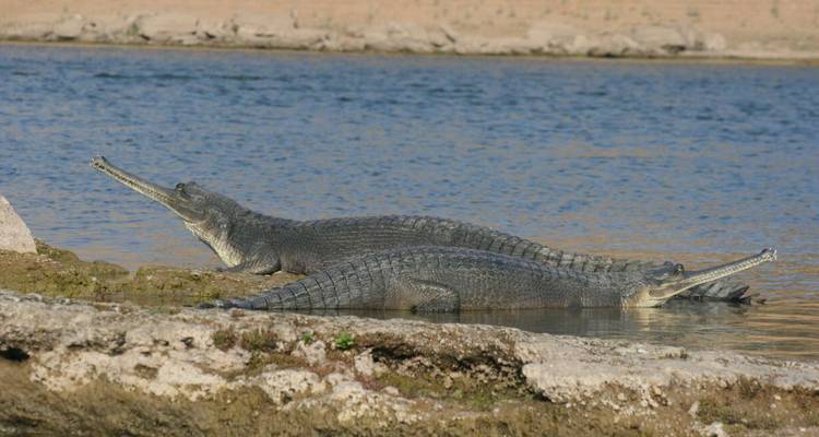 Deux gavials se reposant au bord d'une rivière.