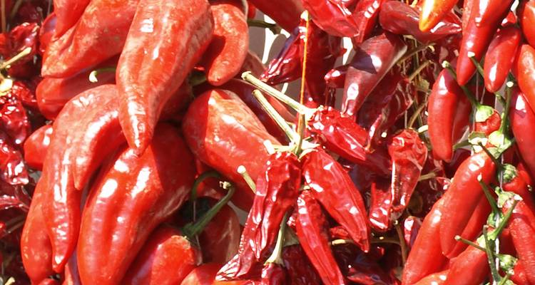 Gros plan de piments rouges suspendus.