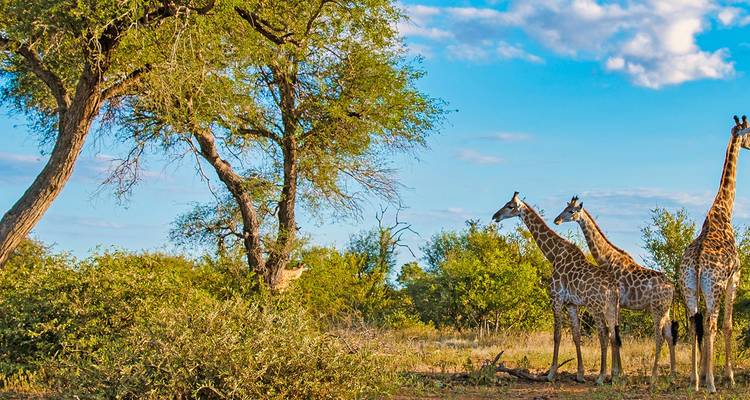 Bijoux d'Afrique - Scenic Luxury Cruises & Tours 5
