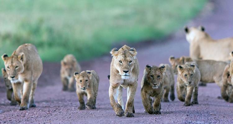 Lionne menant une fierté de lions marchant sur un sentier de terre dans la savane.
