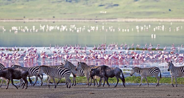 Zebras and flamingos around a lake.