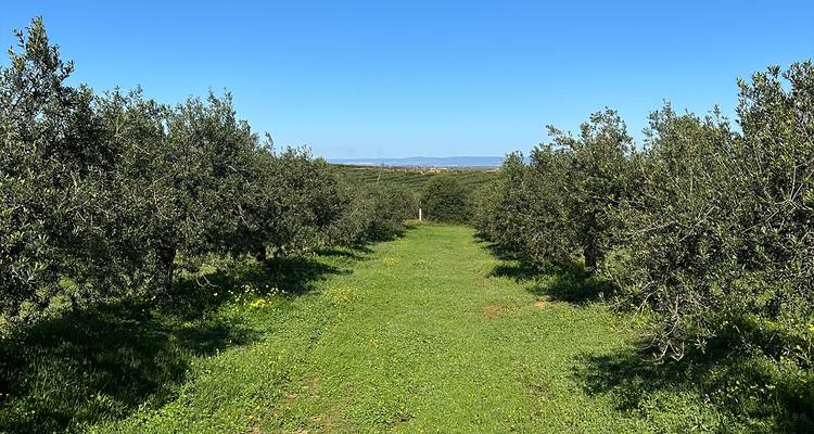 Un sentier herbeux s'étend entre les rangées ordonnées d'oliviers sous un ciel bleu sans nuages de l'Espagne.