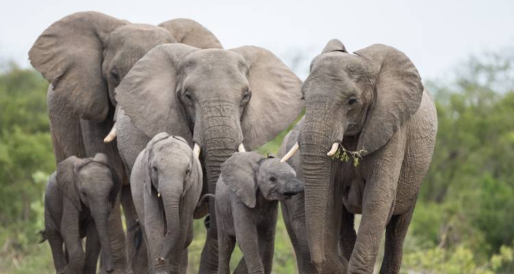 Safari privé au cœur du Kenya et de la Tanzanie avec vols - T.S TOURS 1