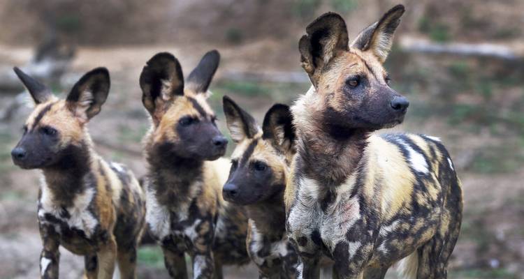Safari privé au cœur du Kenya et de la Tanzanie avec vols - T.S TOURS 4