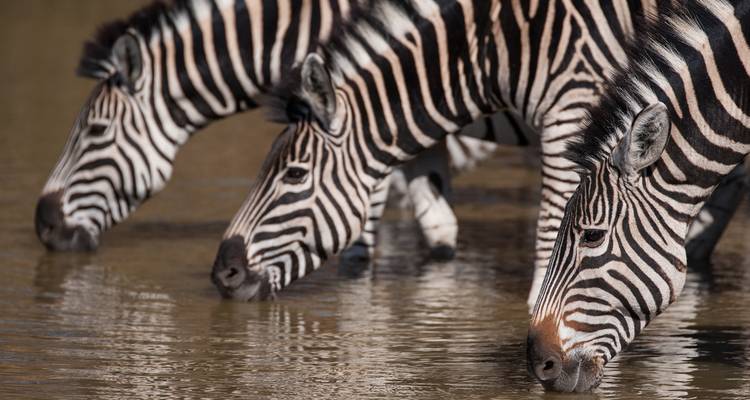 Safari privé au cœur du Kenya et de la Tanzanie avec vols - T.S TOURS 5
