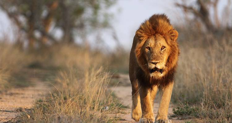 Safari privé au cœur du Kenya et de la Tanzanie avec vols - T.S TOURS 6