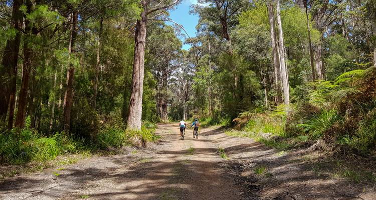 Cycle the Munda Biddi Trail: Walpole to Manjimup - Intrepid Travel 3