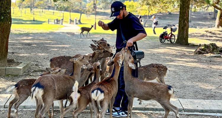 Classic 7 Days Japan Mini Group Tour with Family, Max 6 People - TravelChinaGuide 5