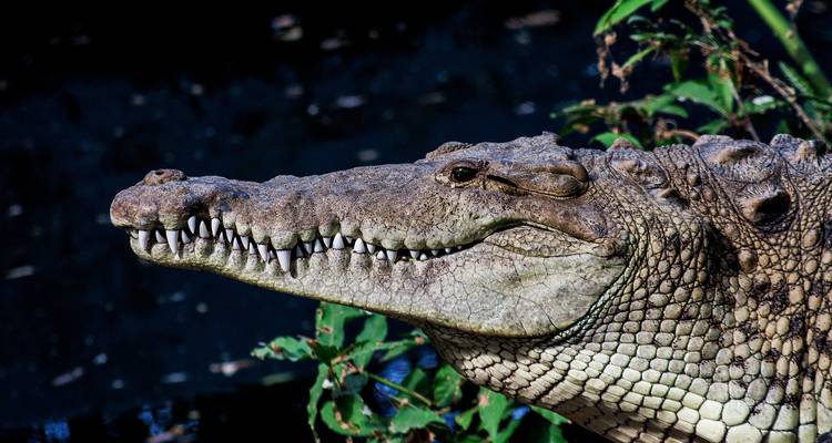 Un voyage immersif de 21 jours à travers les volcans, les ruines, les forêts tropicales et les rivages des Caraïbes - Across Caribbean Excursions  6