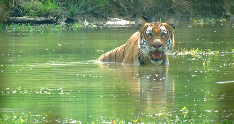 Tigre en el agua en una reserva de vida silvestre.