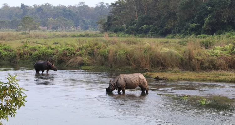 Dos rinocerontes vadeando en agua poco profunda.